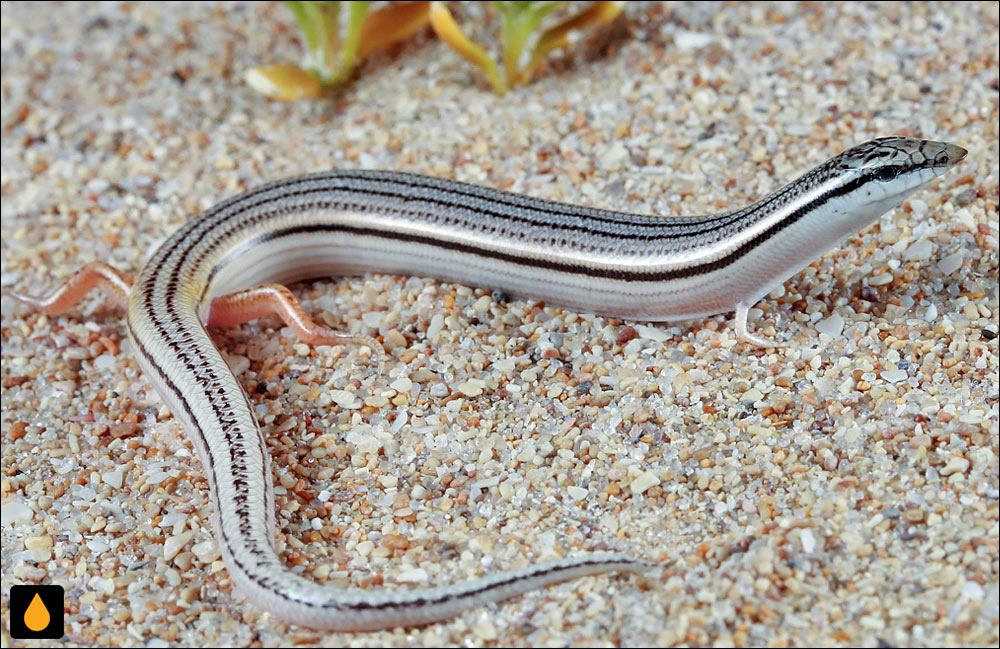 لغزنده‌ی تیغه‌دار