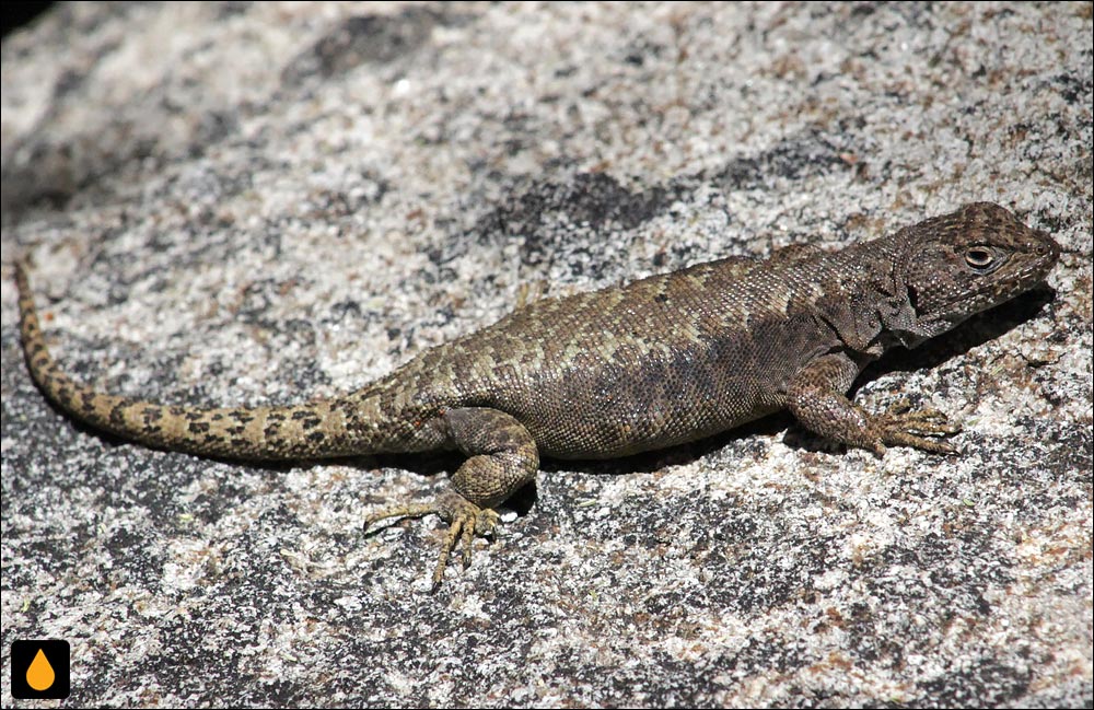 Liolaemus frassinettii