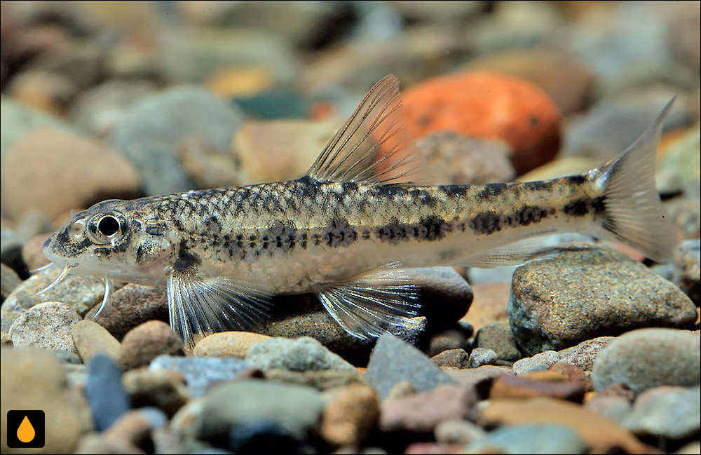 Gobiobotia cheni