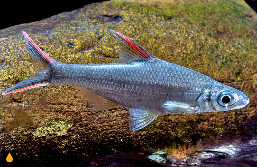Osteobrama bakeri