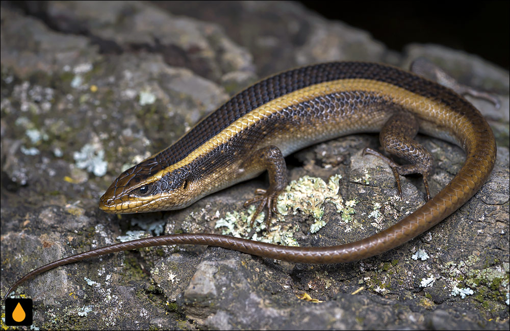 سقنقور راه‌راه آفریقایی