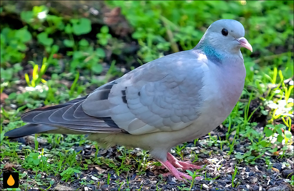 کبوتر کوهپایه