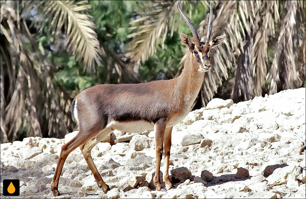 آهوی ارلانگر