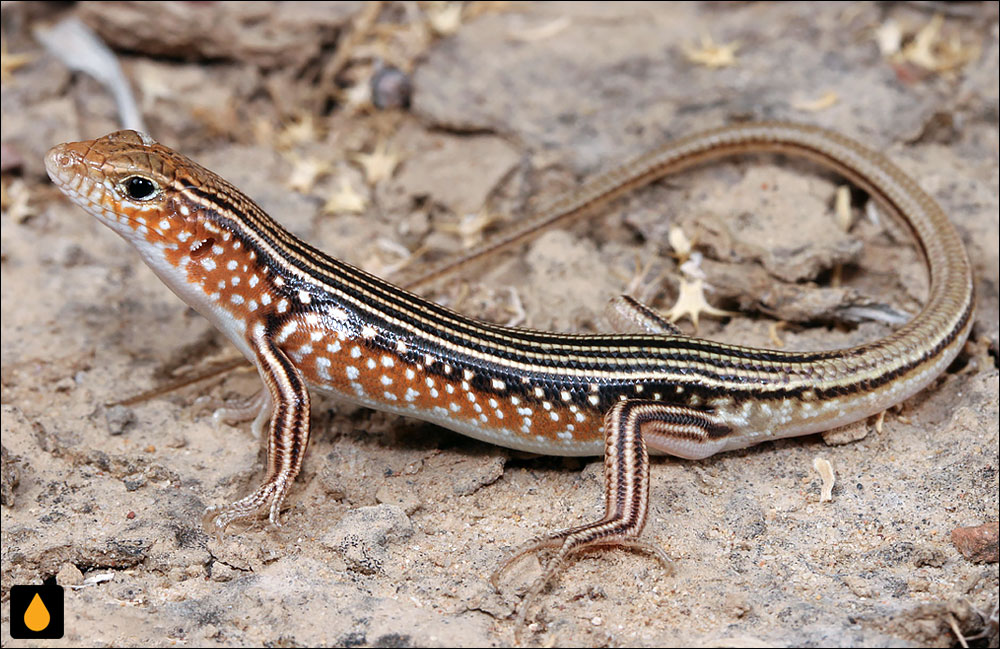 گوش‌شانه‌ای پهلوسرخ