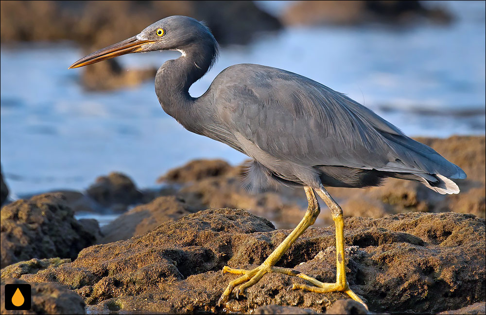 حواصیل آب‌سنگ آرام (حواصیل اقیانوس آرام)