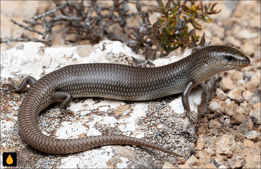 زبان‌آبی باریک علف تیغ
