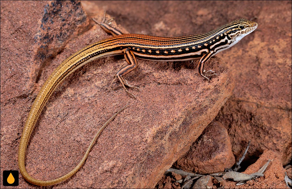 گوش‌شانه‌ای سرزنده