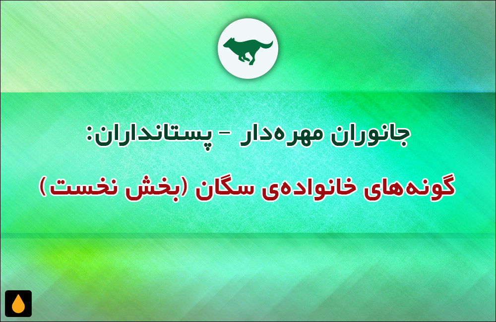 جانوران مهره‌دار - پستانداران: گونه‌های خانواده‌ی سگان (بخش نخست)