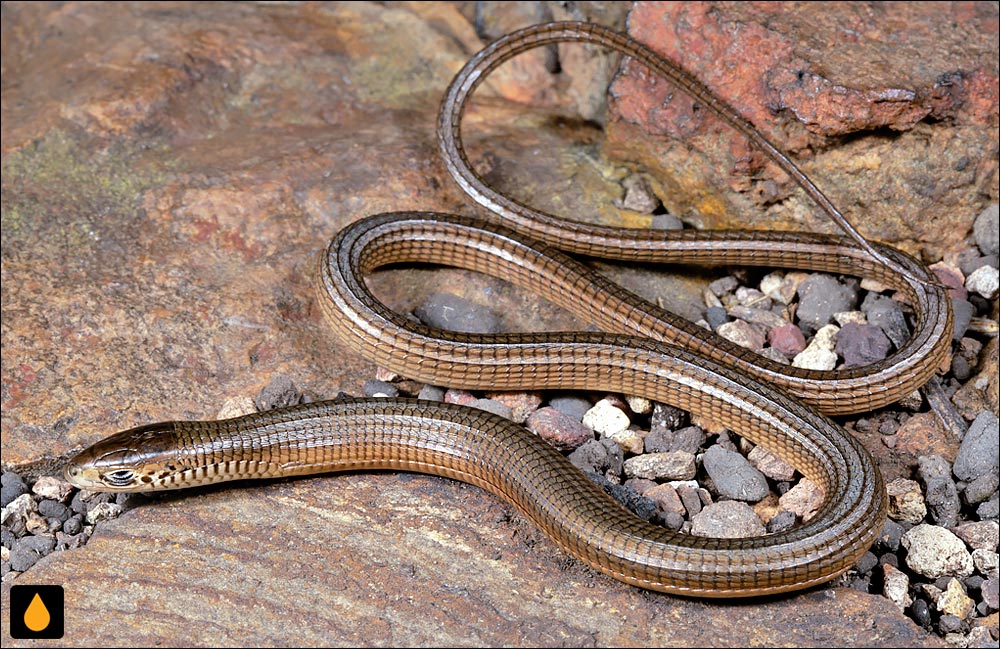 مارمولک دم‌دراز شرقی