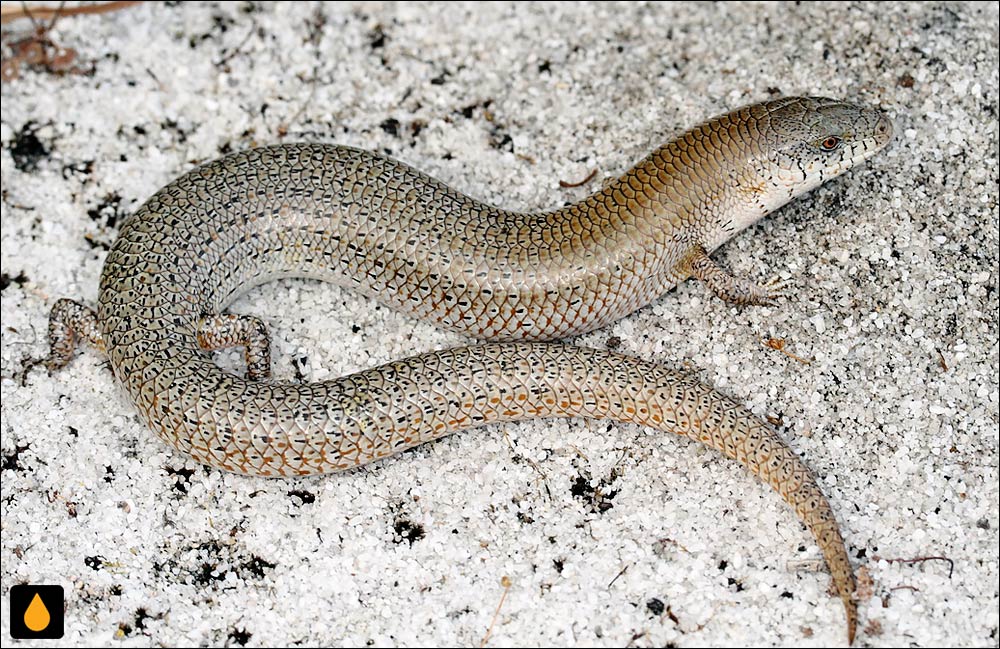 زبان‌آبی باریک غربی