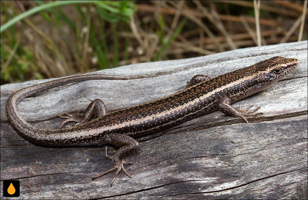 سقنقورسرد تنهبالارو