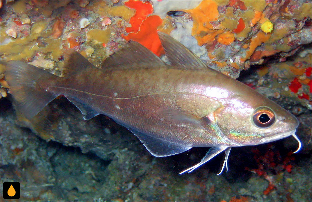 Trisopterus capelanus