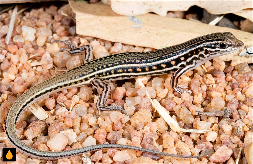 گوش‌شانه‌ای پوزه‌گوه‌ای نواری شرقی