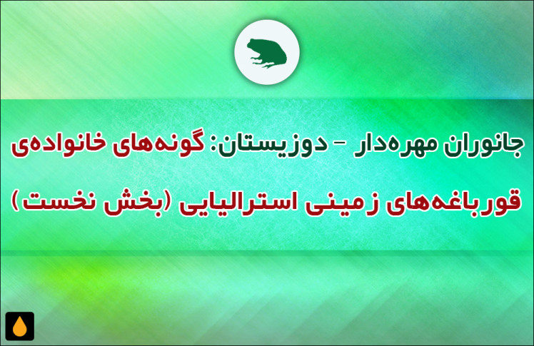 جانوران مهره‌دار - دوزیستان: گونه‌های خانواده‌ی قورباغه‌های زمینی استرالیایی (بخش نخست)