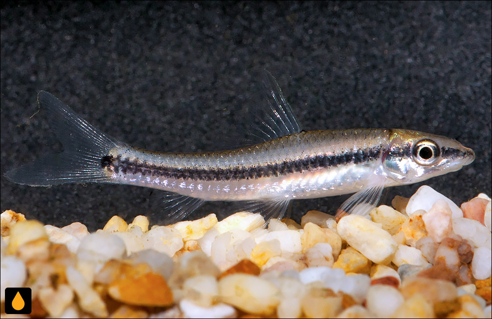 Crossocheilus cobitis