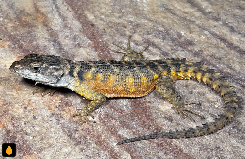 مارمولک تخته‌سنگی شمالی