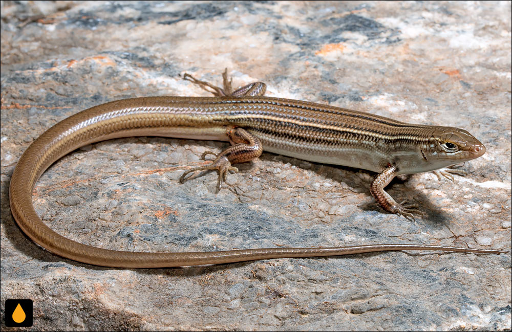 گوش‌شانه‌ای خط‌زرد پشت‌سیاه