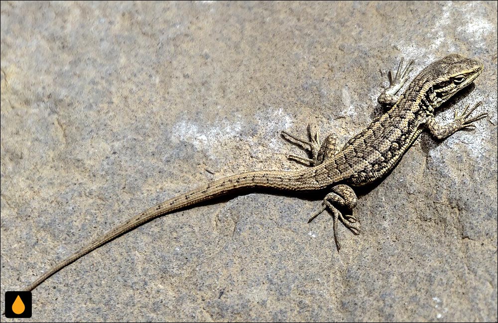 مارمولک هموارگلوی کولاب ال مورادو