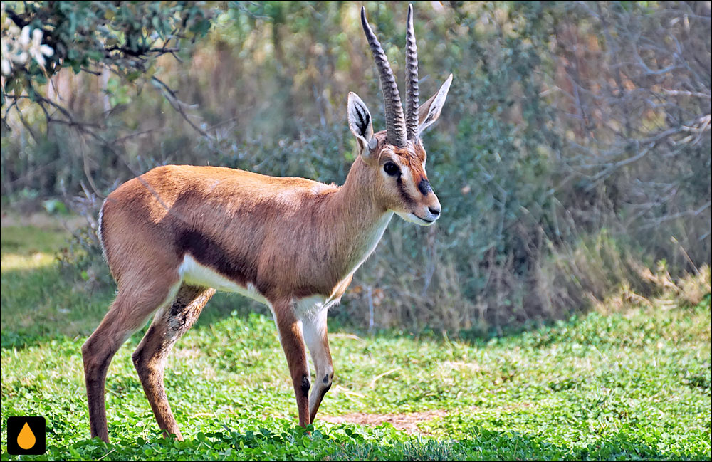 آهوی کوویه