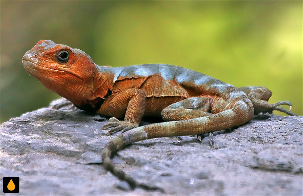 غرغروی جنوبی (مارمولک جنگلی)