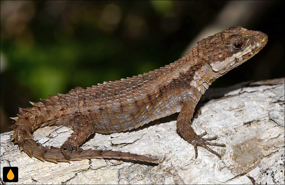 مارمولک کمربنددار گرمسیری