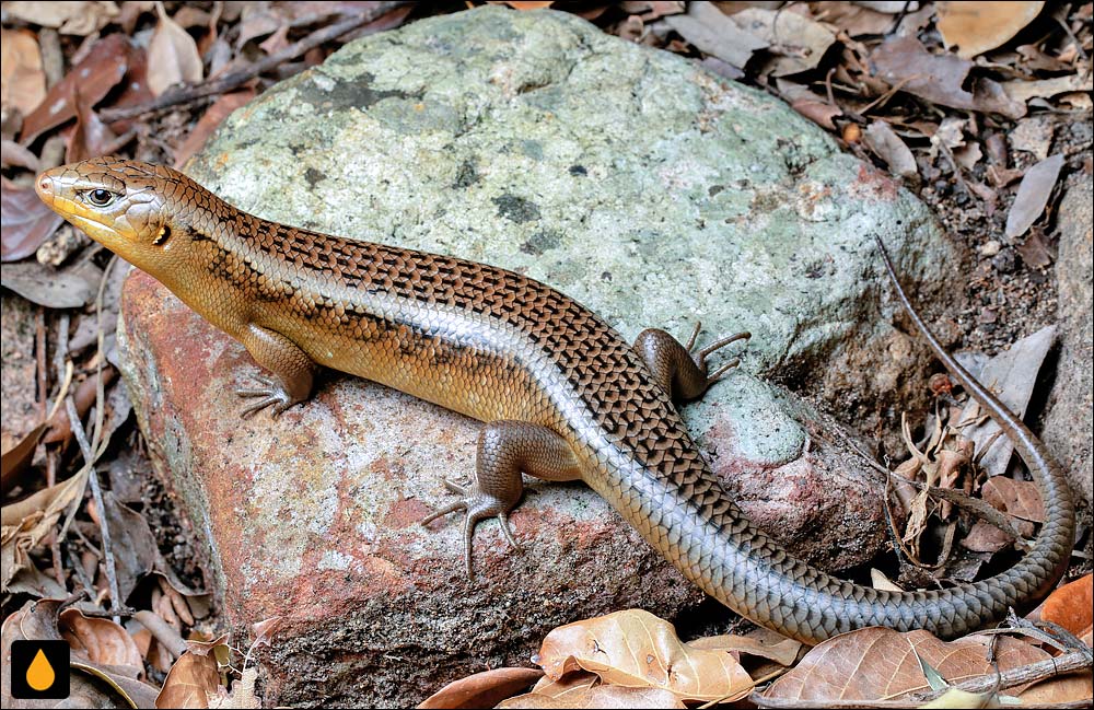 سقنقور میجر