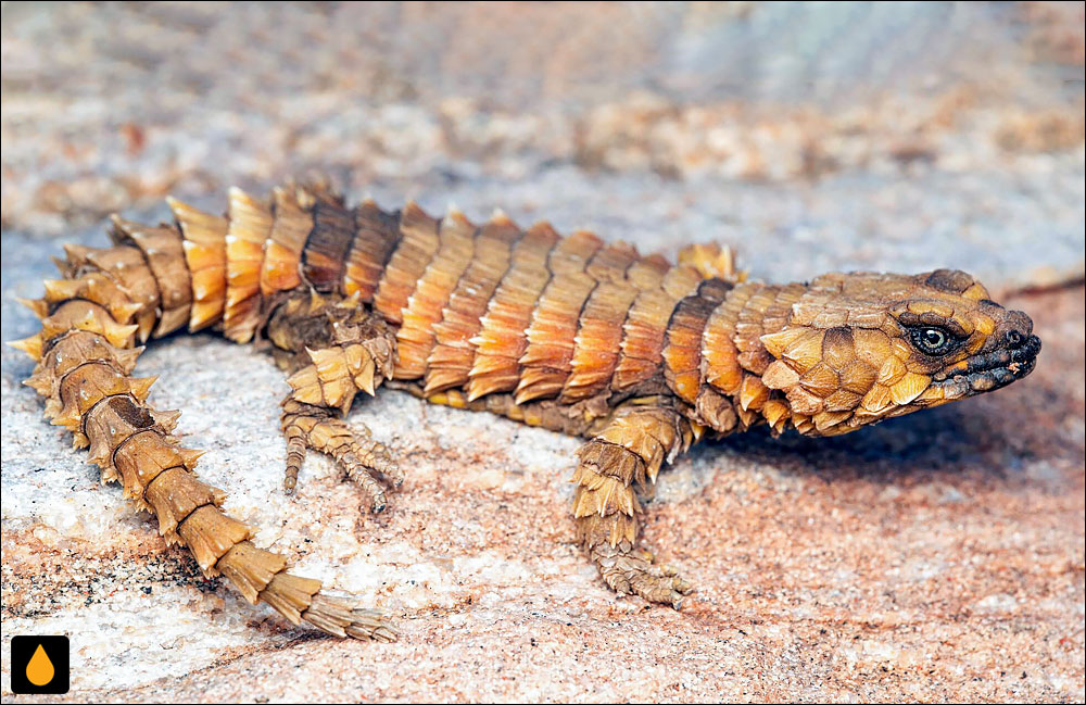 مارمولک کمربنددار آرمادیلو (خزندهای از خانوادهی مارمولکان کمربنددار)