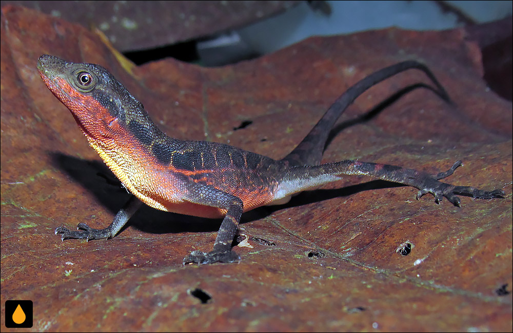 آنول درشت‌پولک