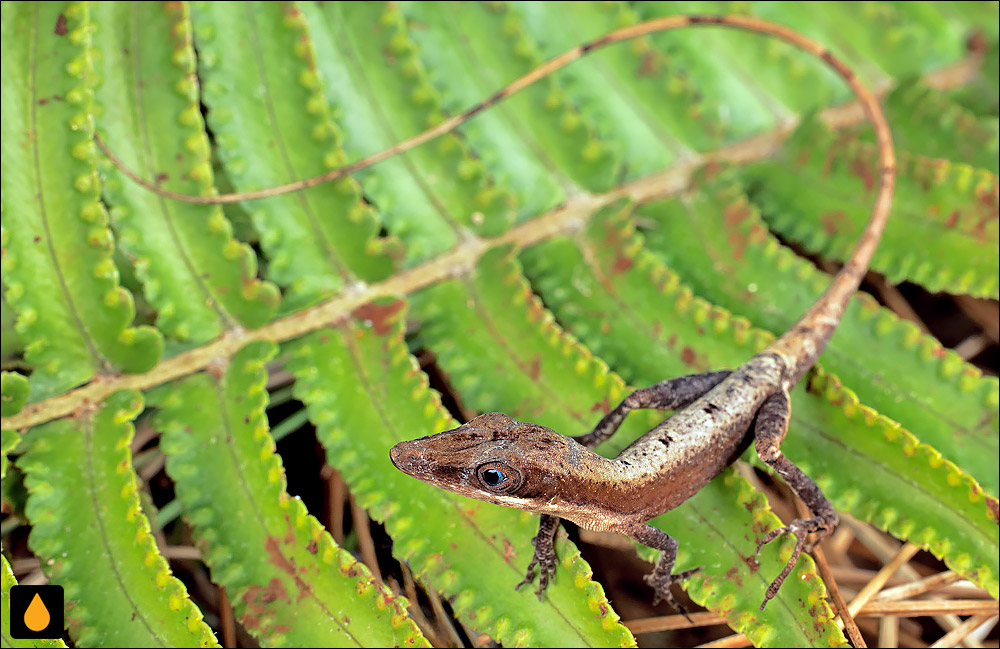 آنول بوته‌ای پاینلند