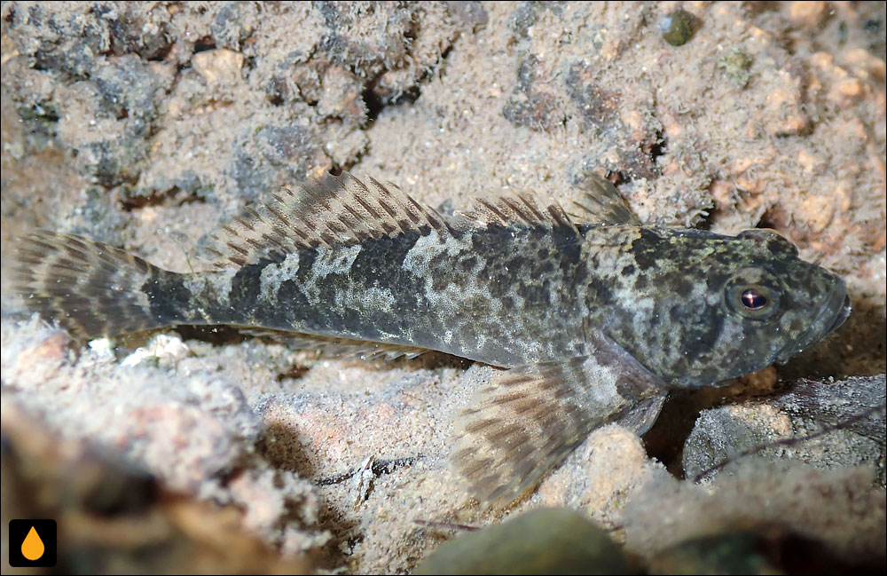 Cottus metae