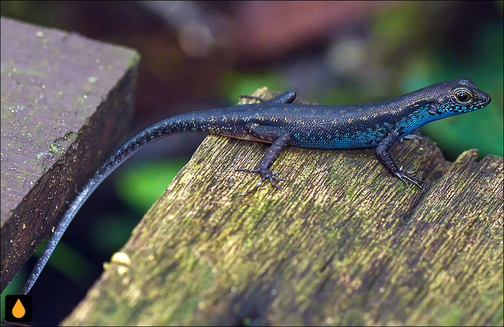 سقنقور جنگلی سرآبی (سقنقور لاش‌برگ گلوآبی)