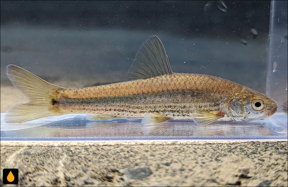 Gnathopogon elongatus