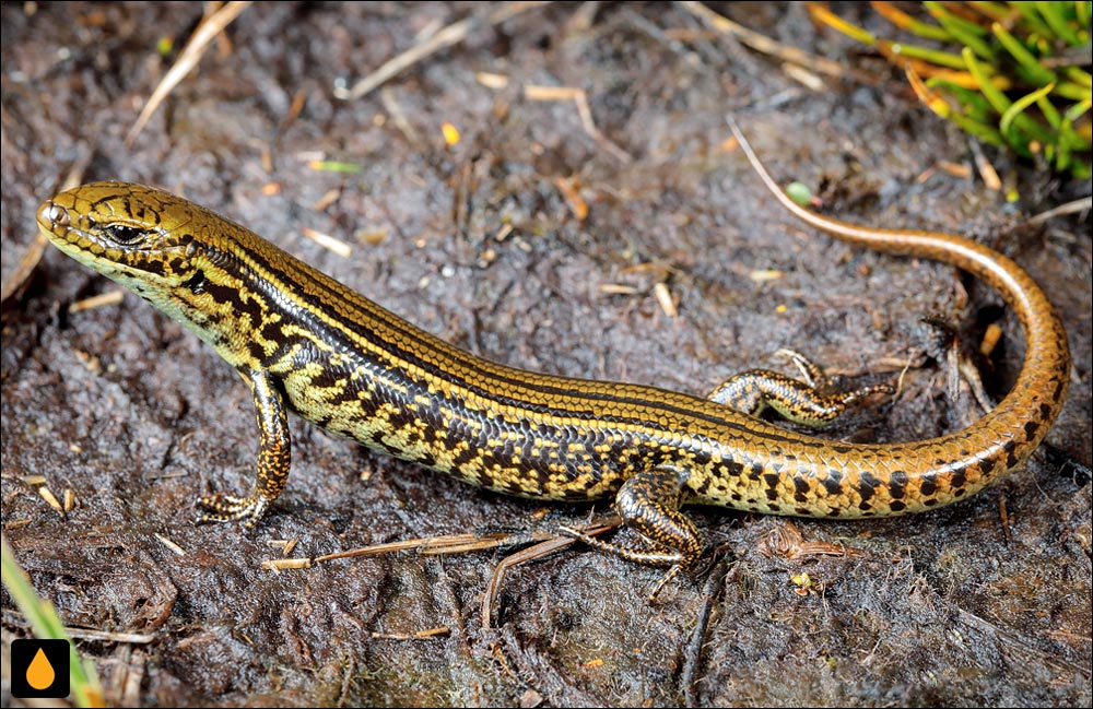 سقنقور آبی آلپاین