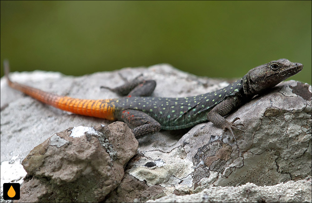 مارمولک تخت خال‌چشمی