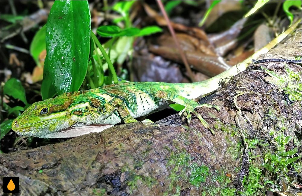 آنول کانکینتو