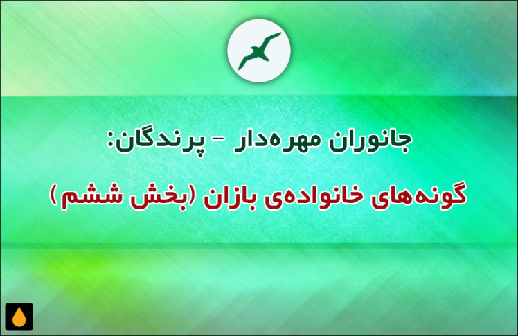 جانوران مهره‌دار - پرندگان: گونه‌های خانواده‌ی بازان (بخش ششم)