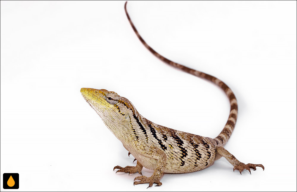 آنول بوتهای برزیلی