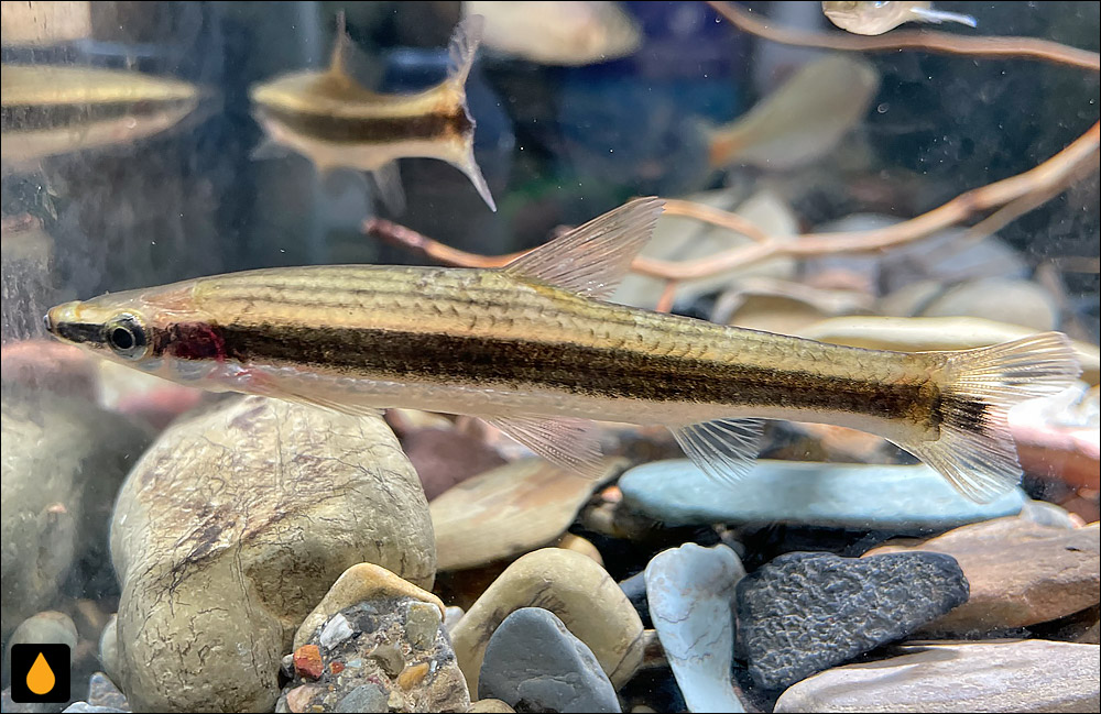Pseudorasbora elongata