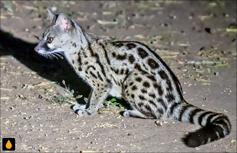 مشکین‌گربه‌ی خال‌زنگاری