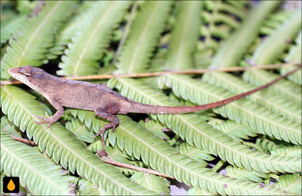 آنول سانتا باربارا