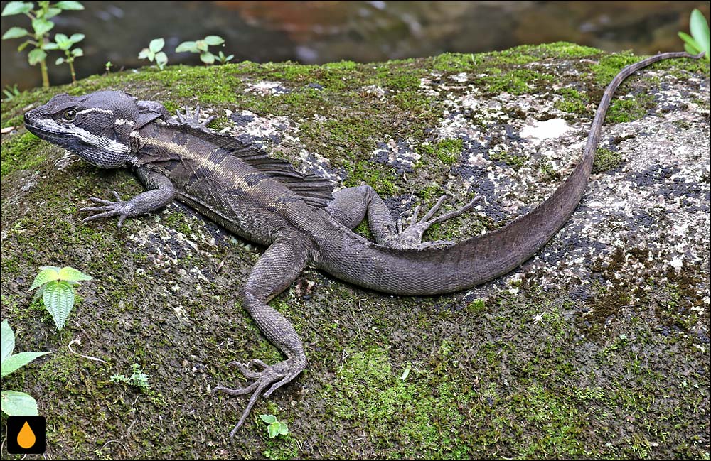 باسیلیسک معمولی (مارمولک عیسی مسیح)