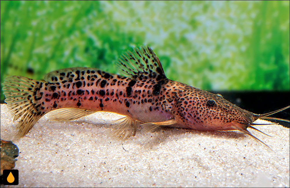 Parauchenoglanis punctatus