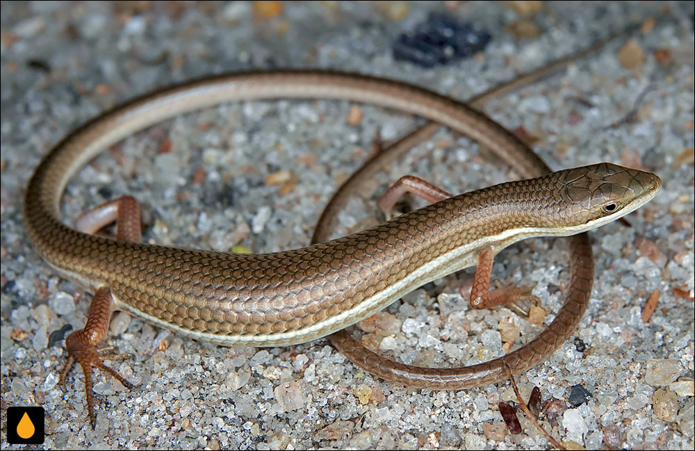 سقنقور دم‌دراز