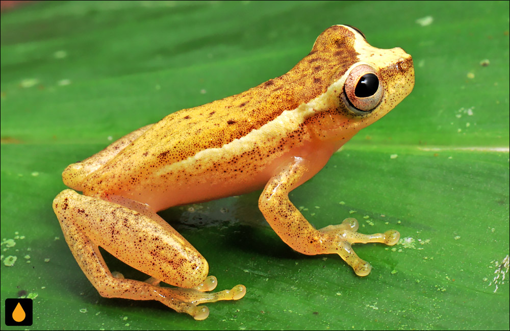 Dendropsophus haddadi