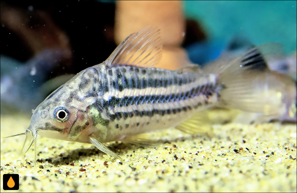 Corydoras bilineatus