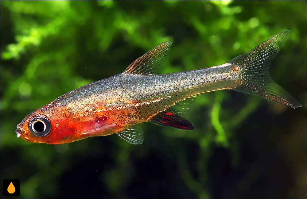 Sundadanio rubellus