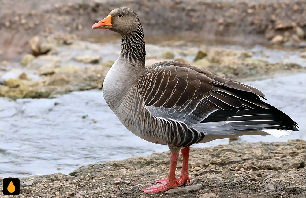 غاز خاکستری (پرنده‌ای از خانواده‌ی مرغابیان)