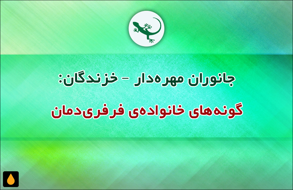 جانوران مهره‌دار - خزندگان: گونه‌های خانواده‌ی فرفری‌دمان