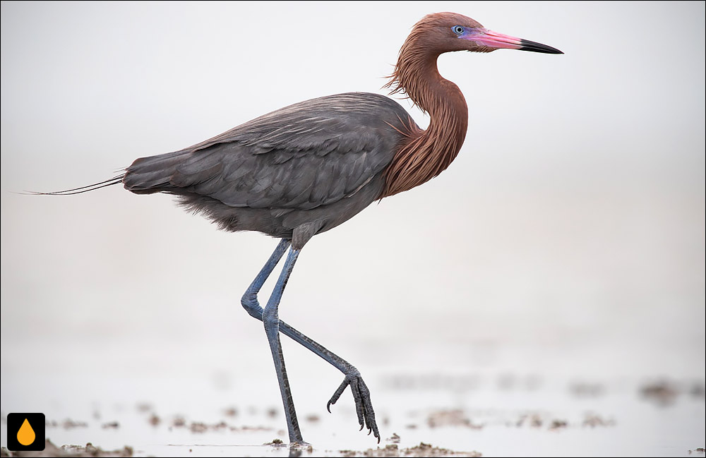 قار سرخ‌فام