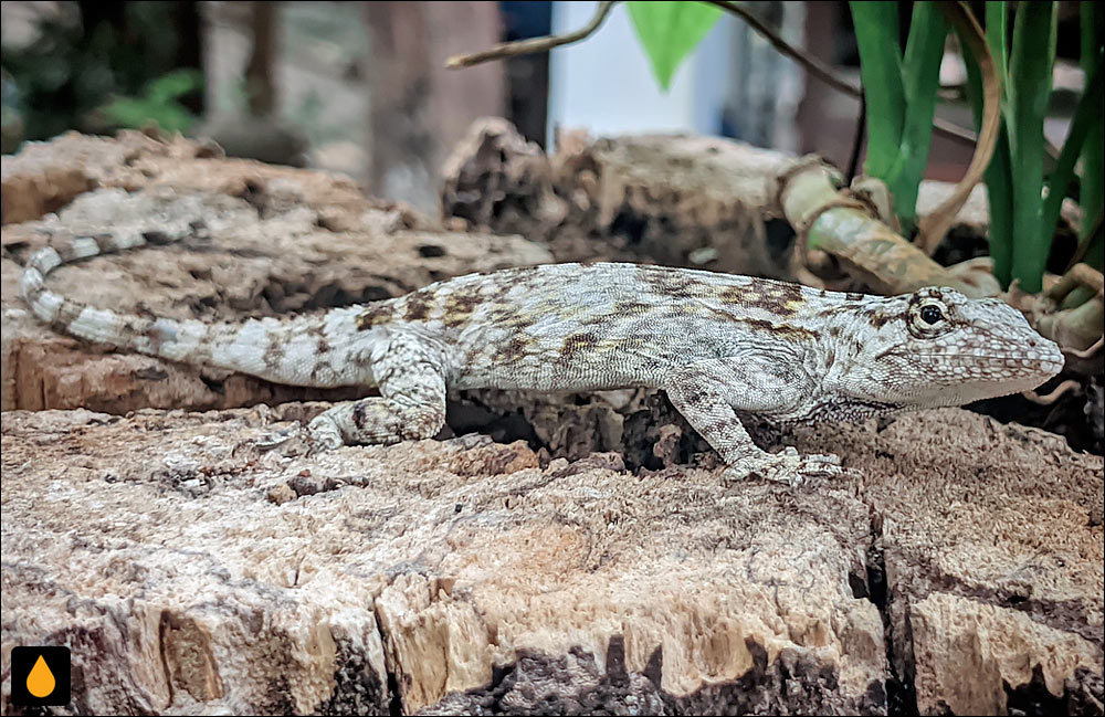 آنول گلسنگی